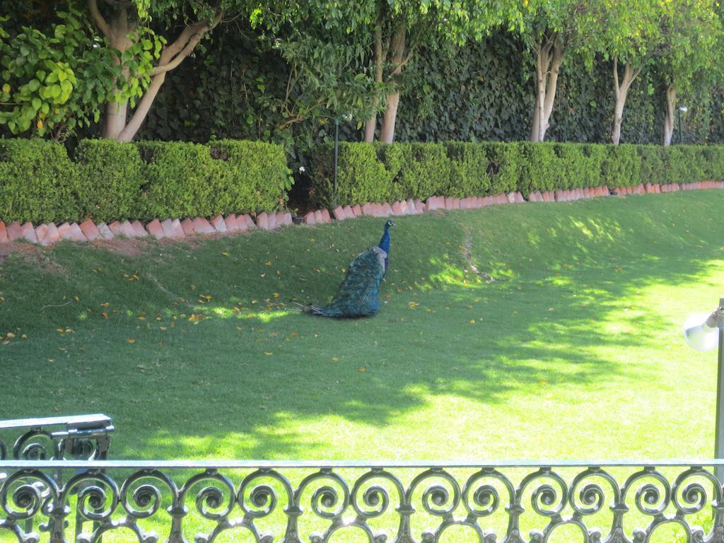 Gran Hotel Hacienda De La Noria Aguascalientes Luaran gambar Peacock at the residence